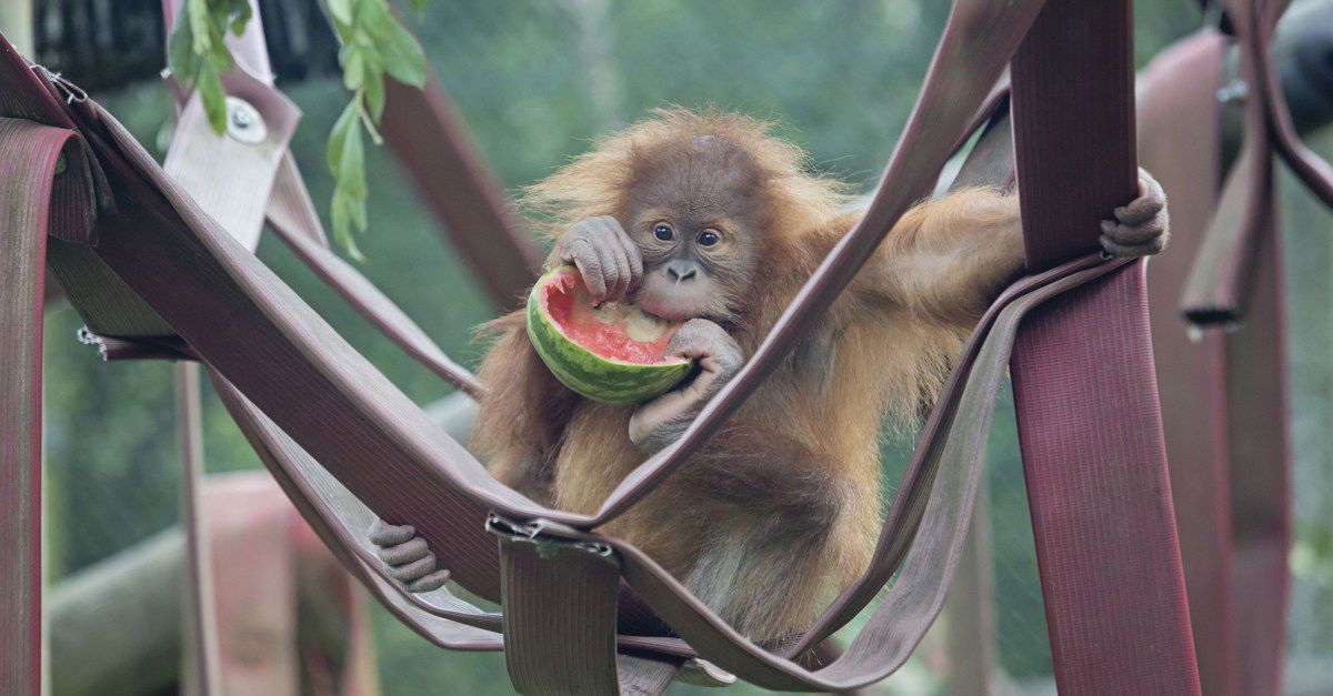 Campsites near Monkey World in Dorset