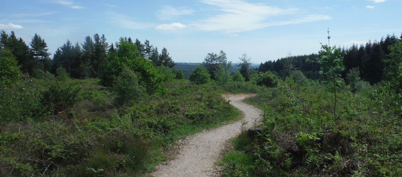 afan forest camping