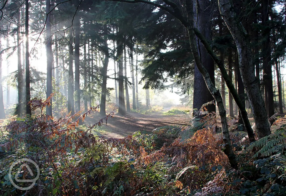 Walesby Woodlands Caravan Park in Market Rasen, Lincolnshire