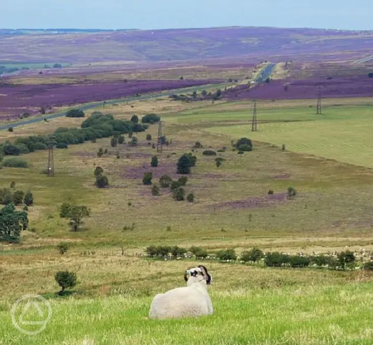 Marfit Head Farm Caravan and Campsite in Pickering, North Yorkshire