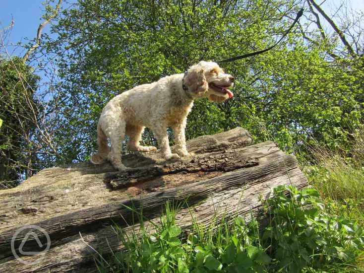 Mill Hill Farm Caravan and Camping Park in Saxmundham, Suffolk