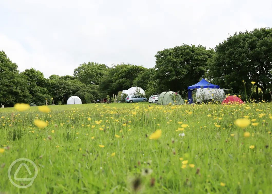 110+ campsites in South Devon Best camping in South Devon