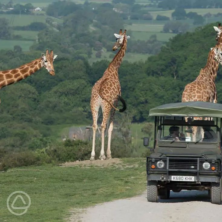 Port Lympne Reserve in Hythe, Kent