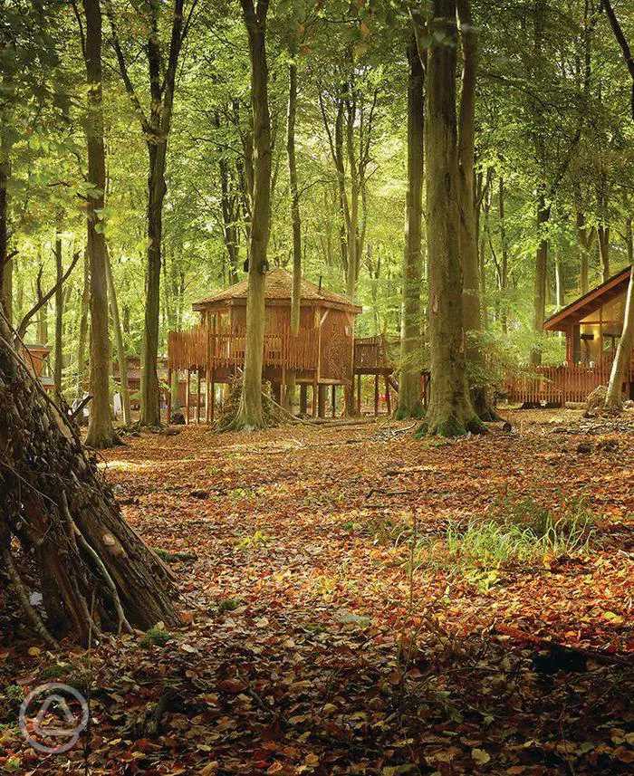 Blackwood Forest Lodges In Winchester Hampshire