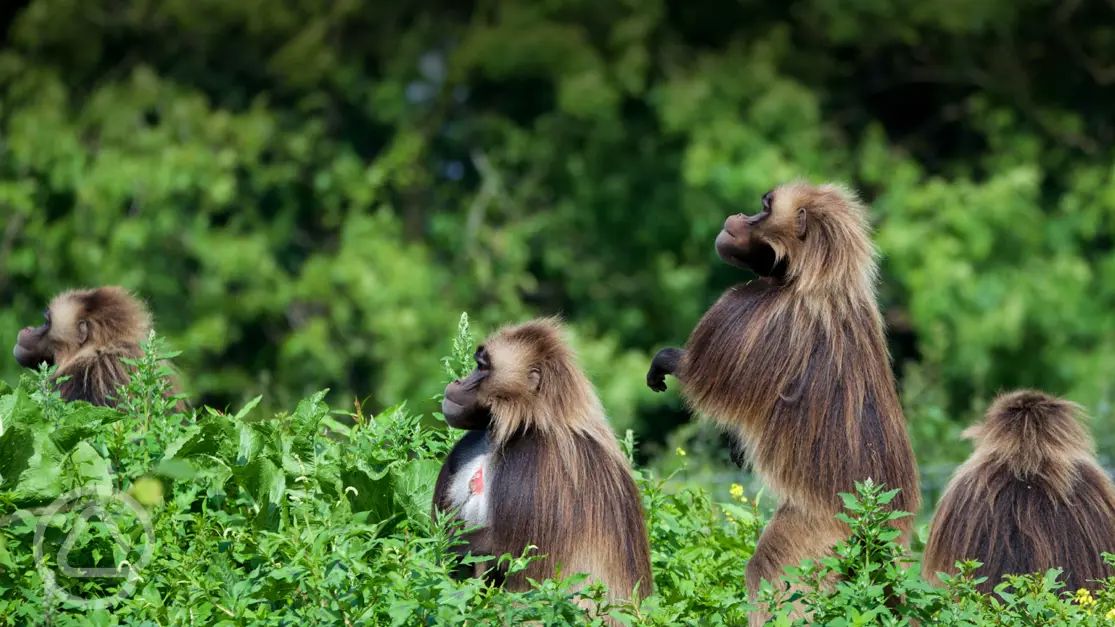 Camp Baboon In Bristol Gloucestershire