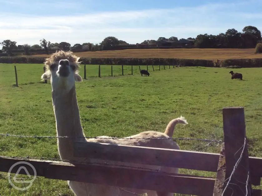 Smithy Farm Campsite in Kirkham, Lancashire