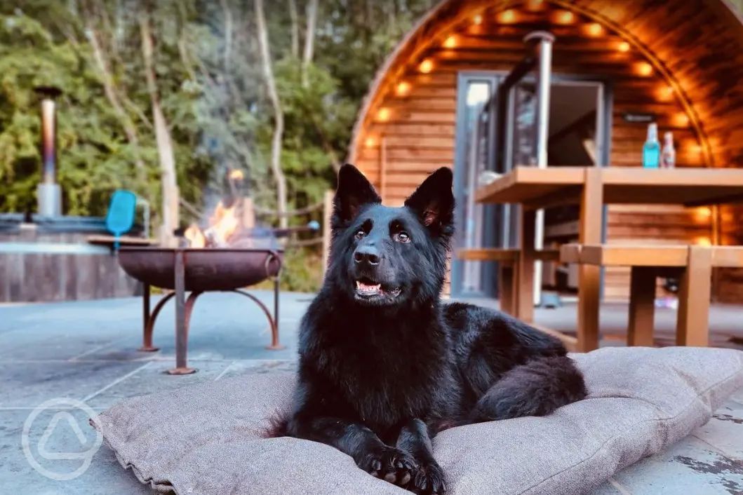 200+ dog friendly campsites in Yorkshire