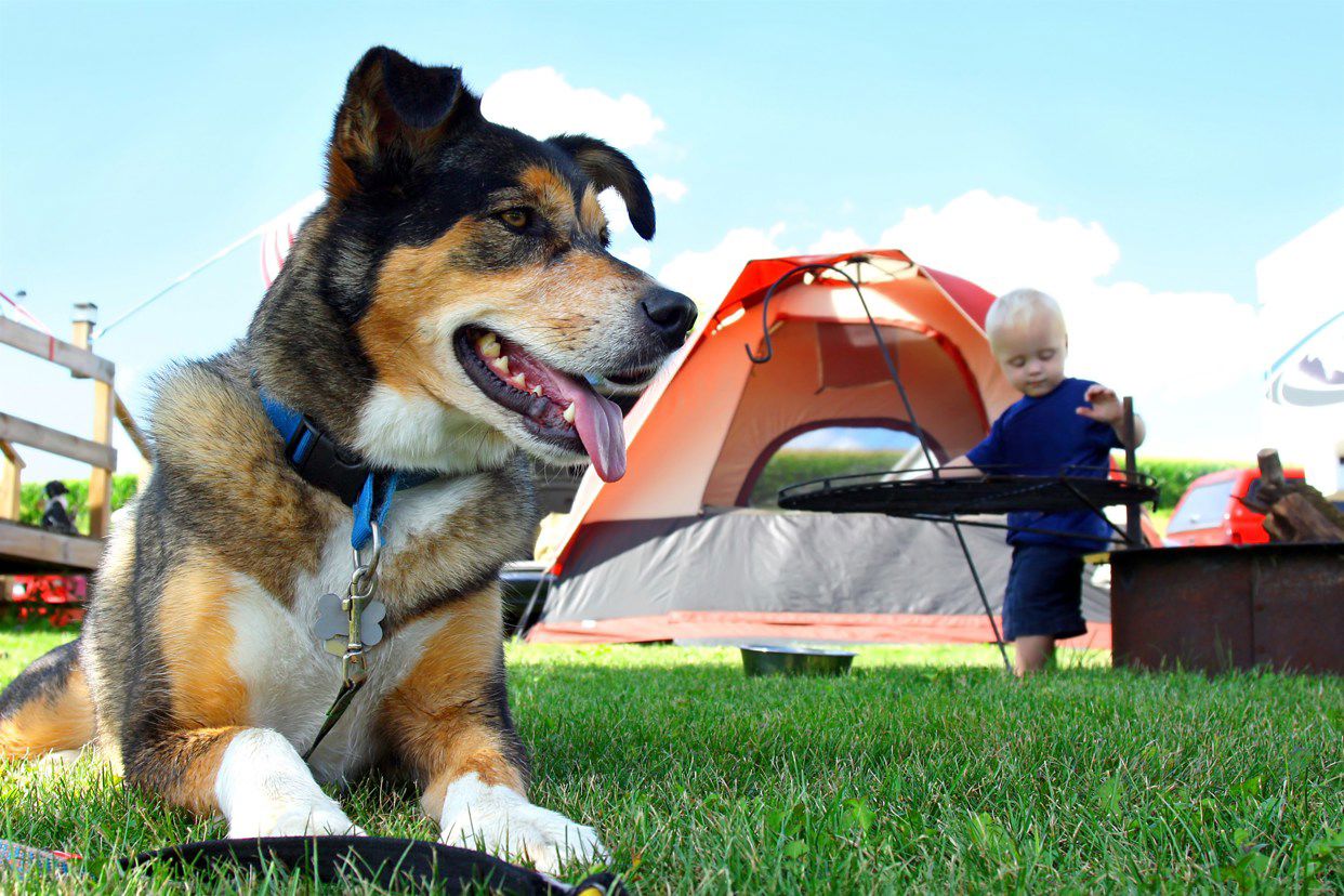 Family Camping Holidays In The UK - For Activity And Adventure!