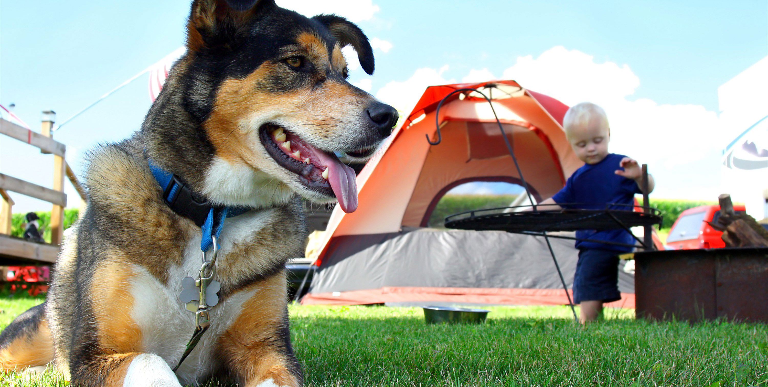 Dog friendly hot sale tent camping