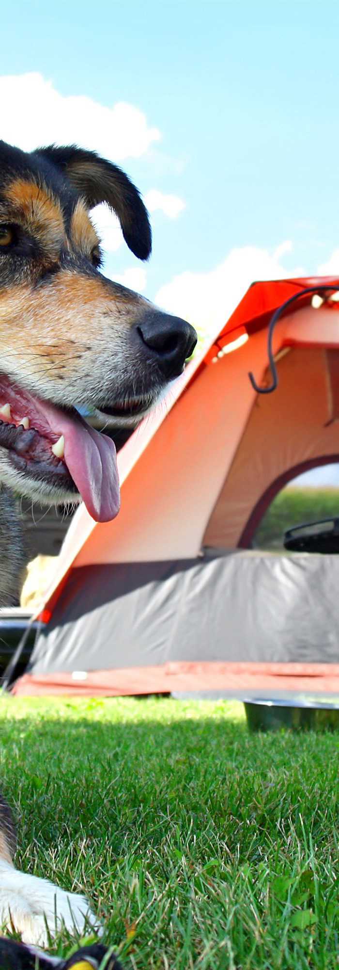 Dog friendly hot sale campsites near me