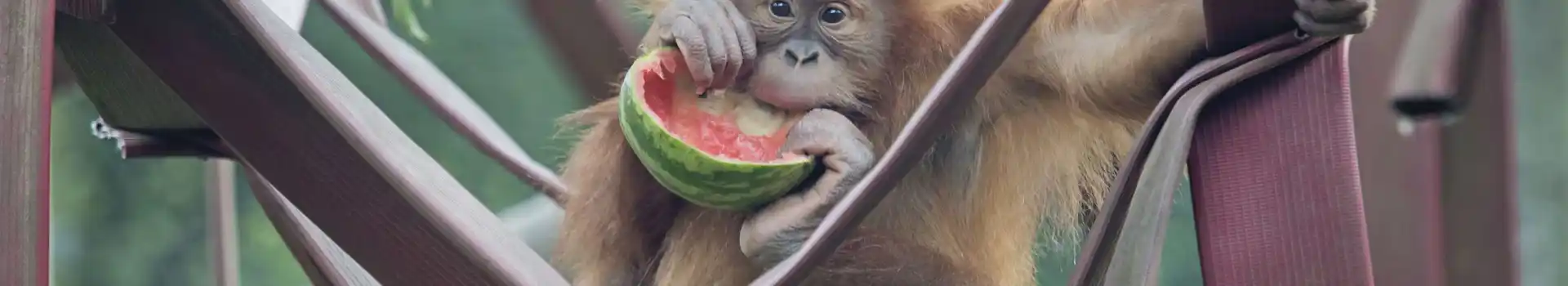 Rieke with a melon at Monkey World