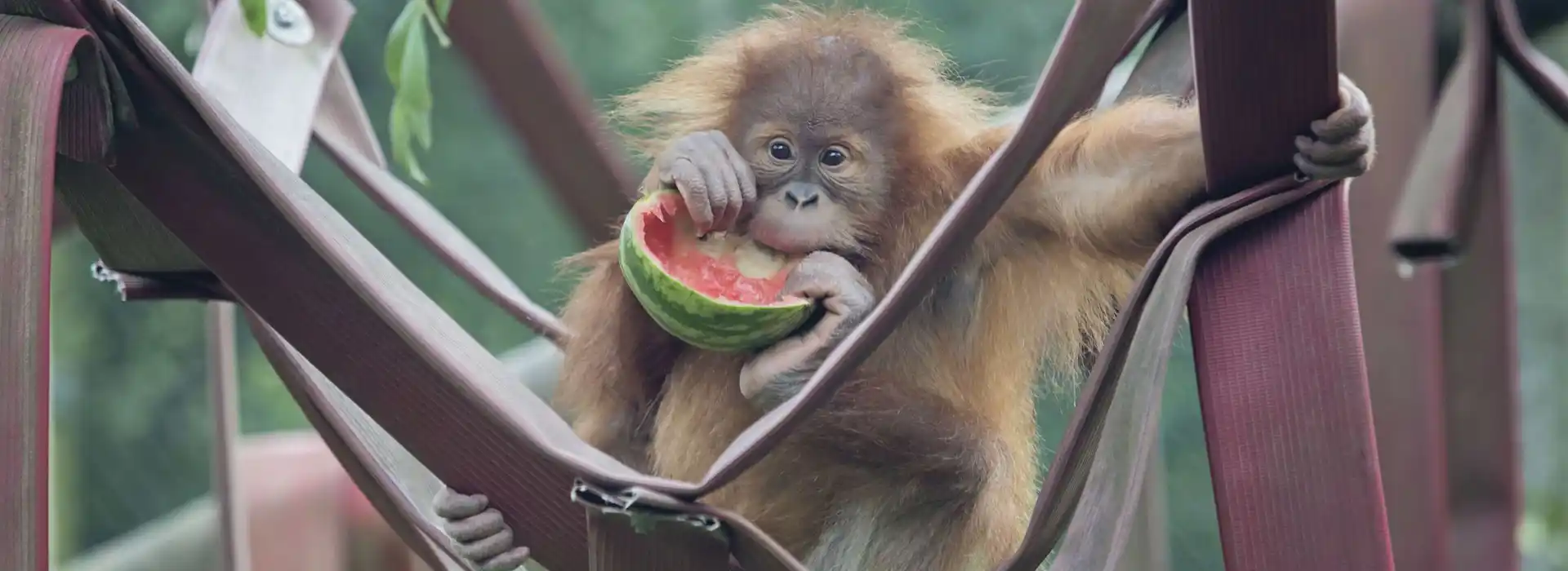 Rieke with a melon at Monkey World