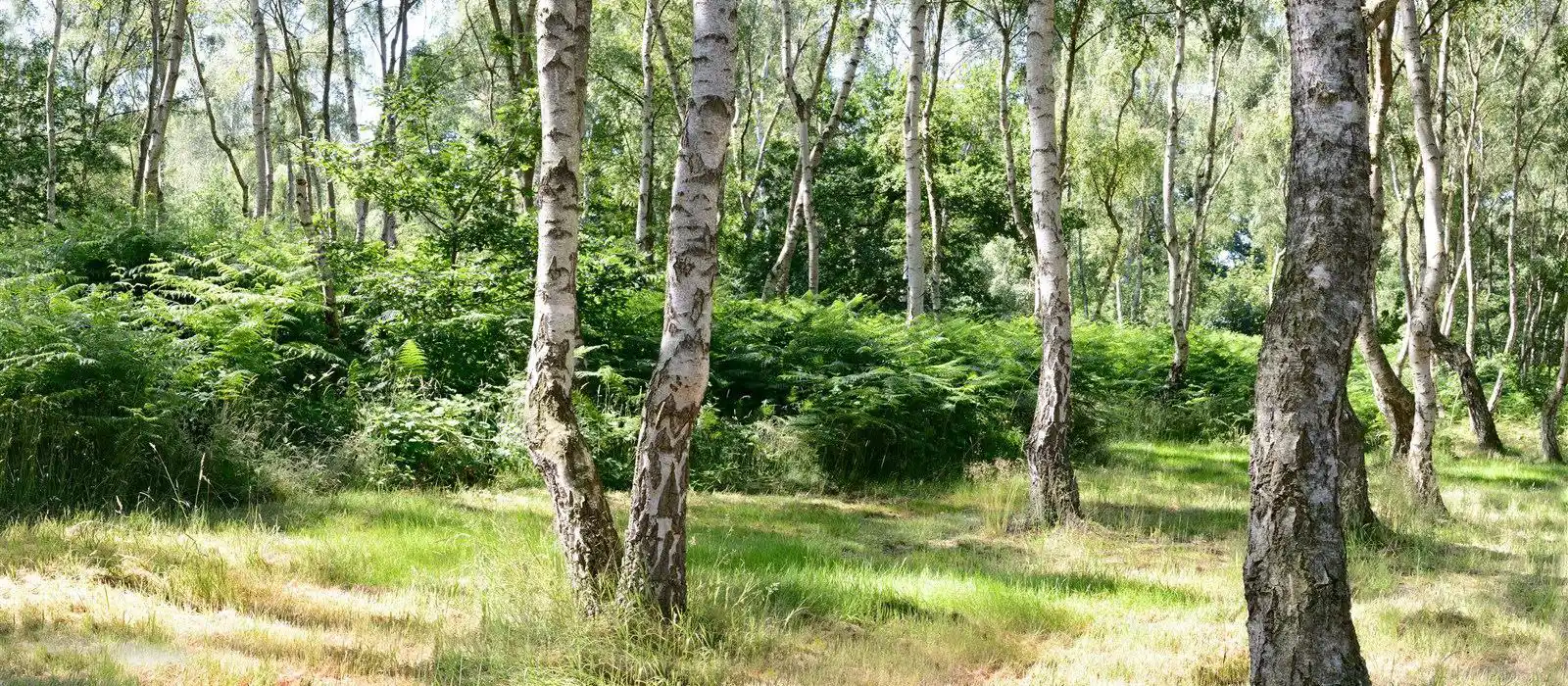 Campsites near Sherwood Forest