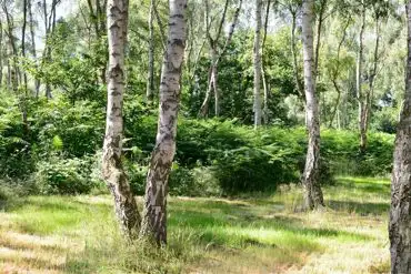 Campsites near Sherwood Forest