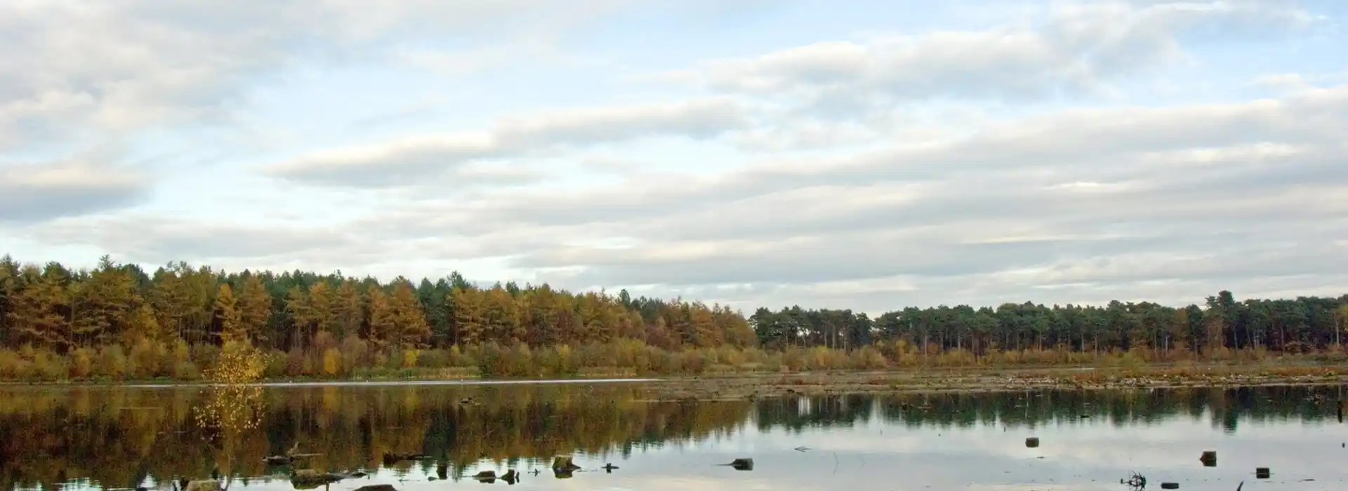 Delamere Forest