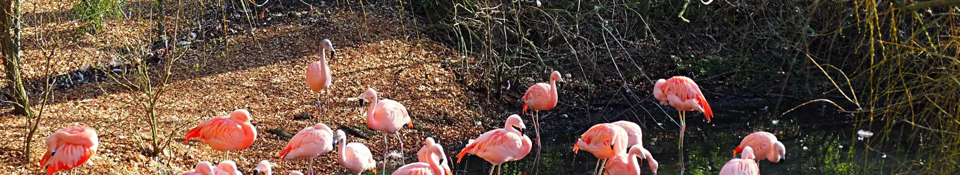 Campsites near Colchester Zoo