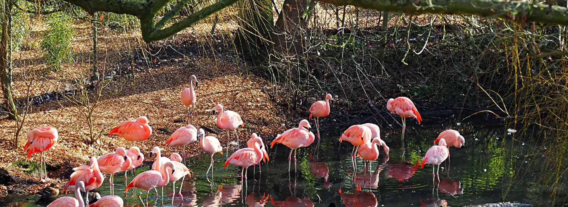 Campsites near Colchester Zoo