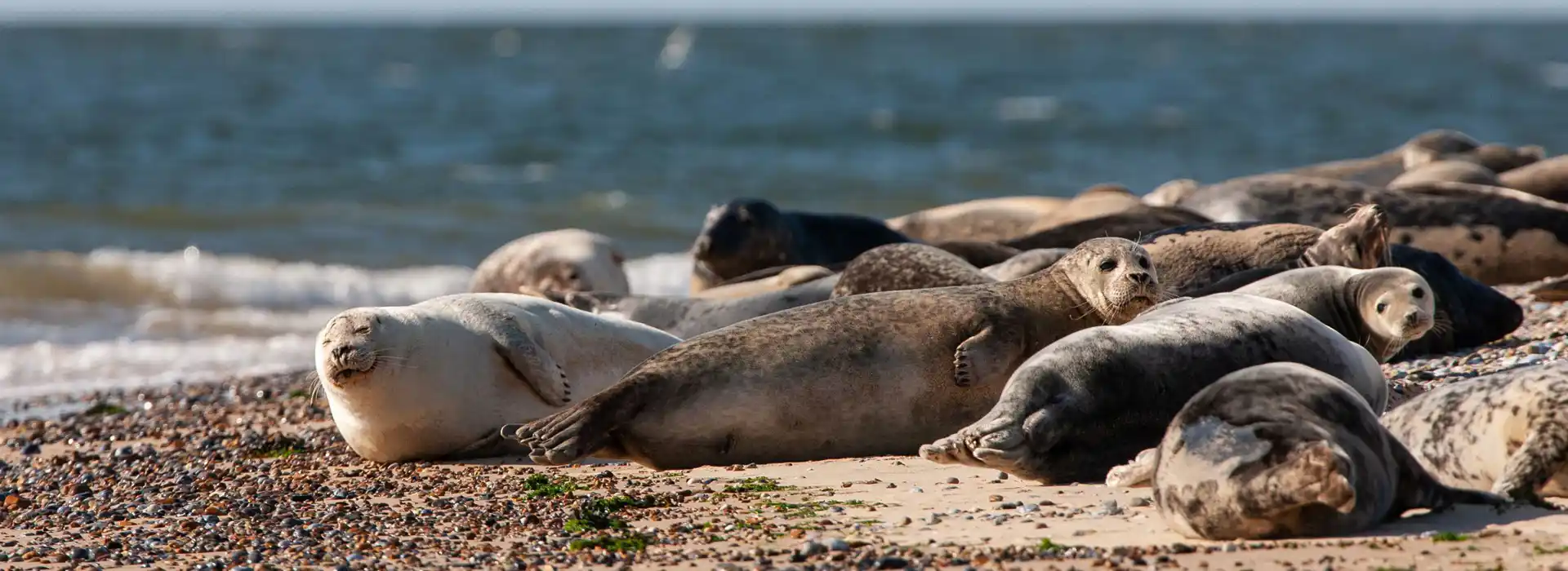 Blakeney Point