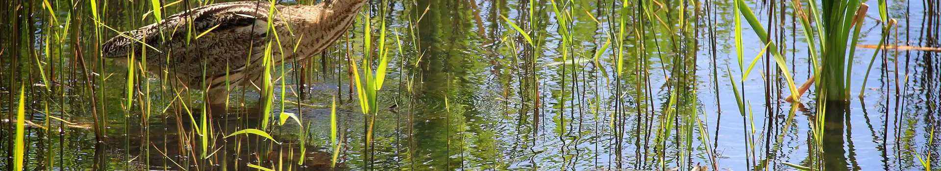 Campsites near RSPB Minsmere