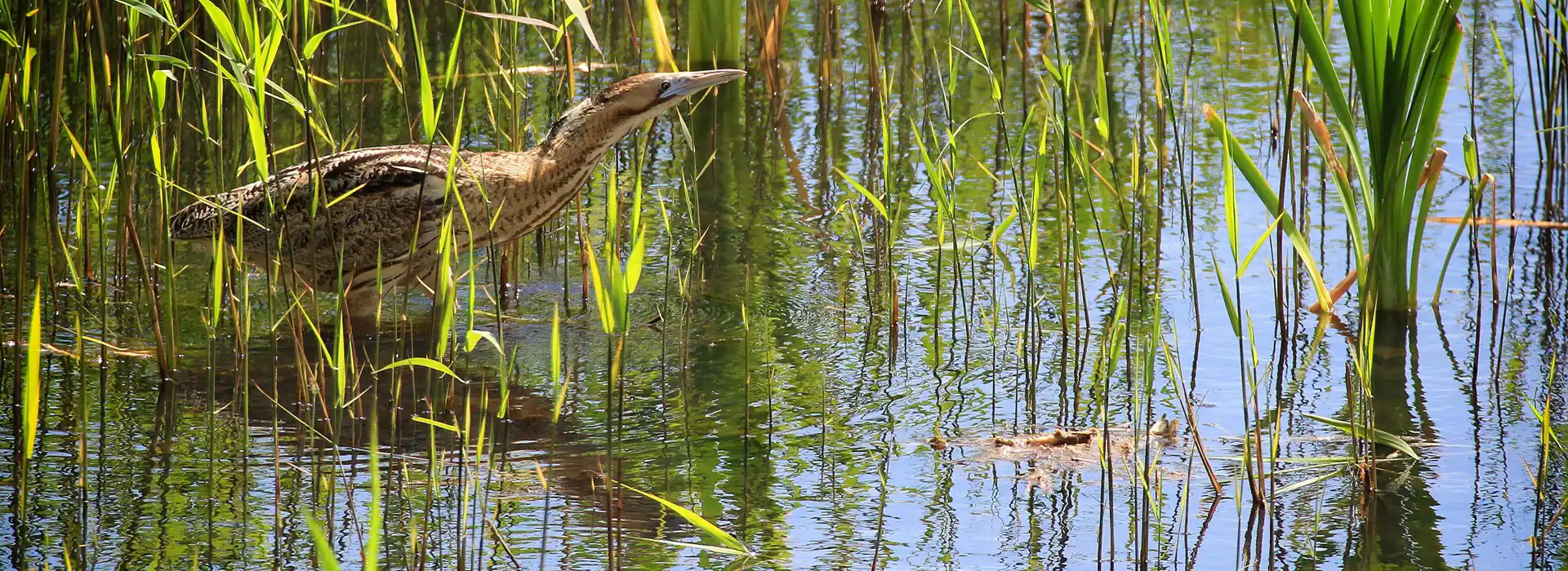 Campsites near RSPB Minsmere