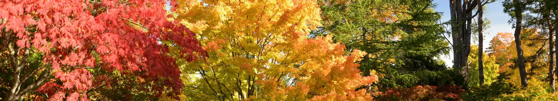Westonbirt Arboretum