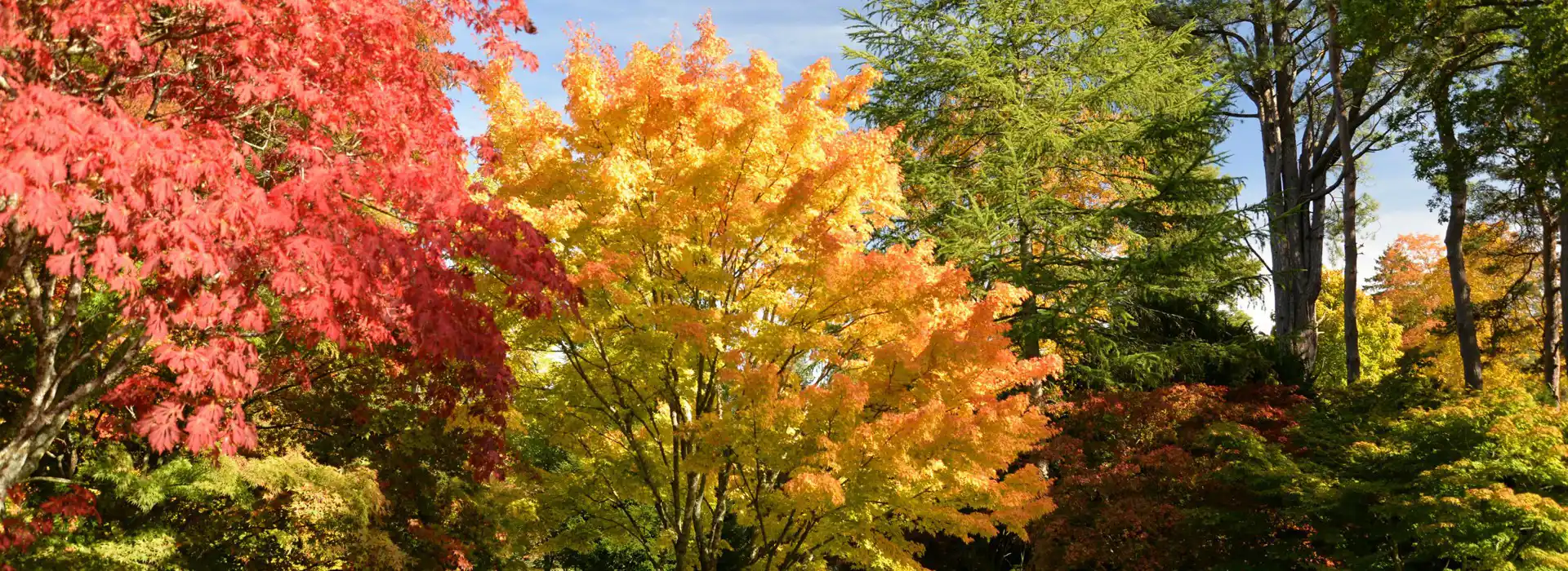 Westonbirt Arboretum