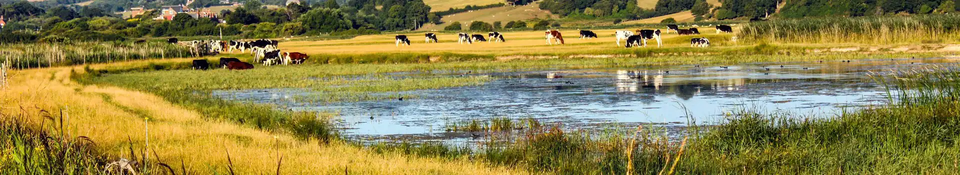 Romney Marsh campsites