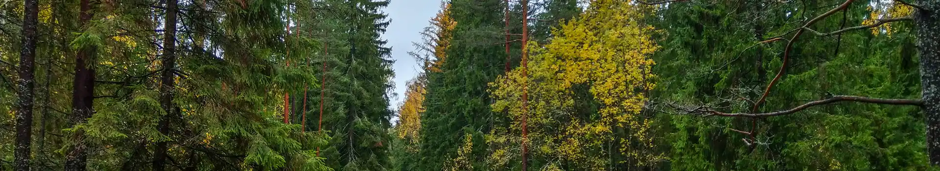 Campsites near Sherwood Pines Forest Park