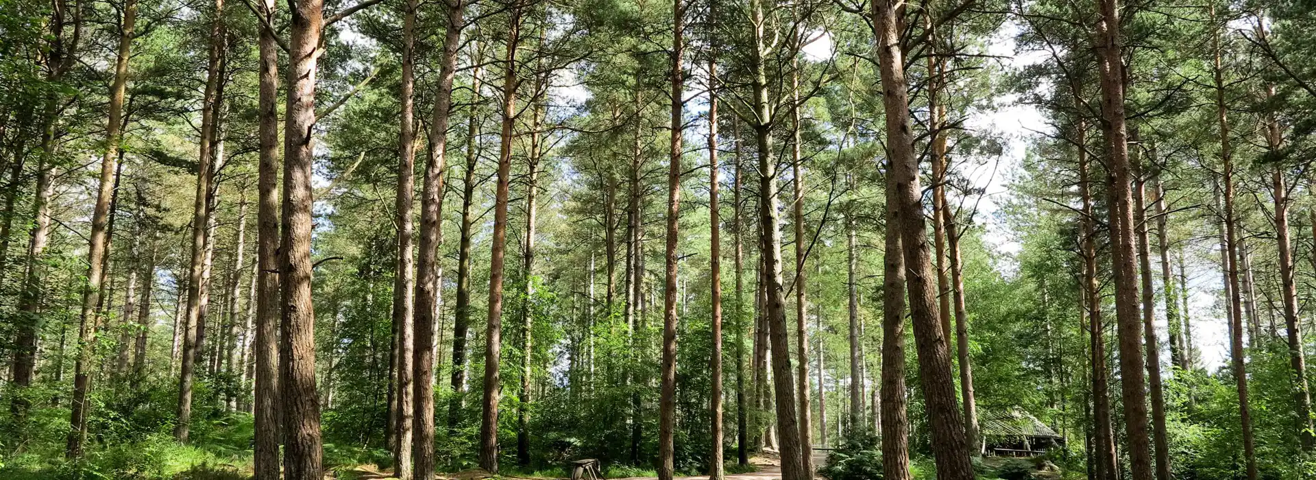 Campsites near Moors Valley Country Park