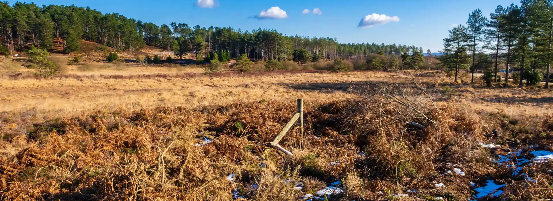 Campsites near Wareham Forest