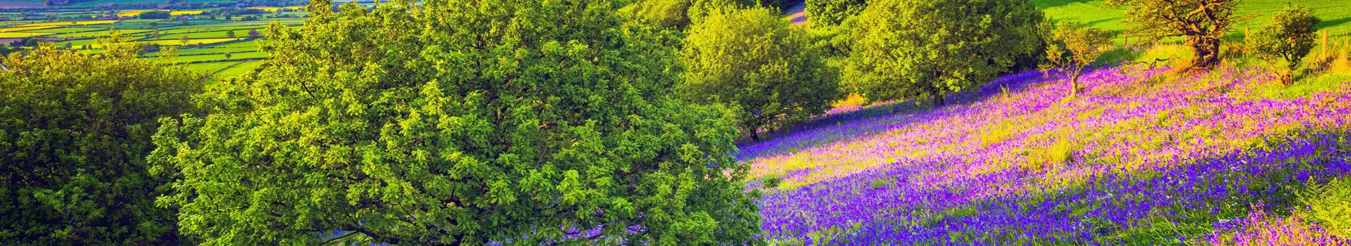 Campsites near Roseberry Topping