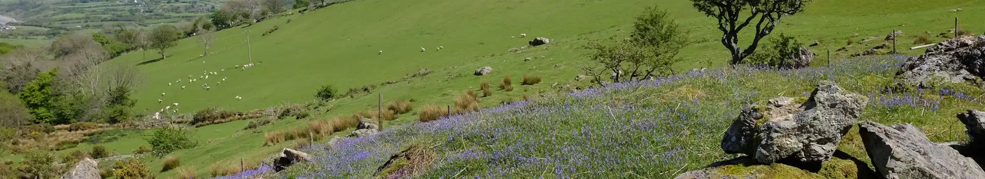 Campsites near Gyrn Ddu