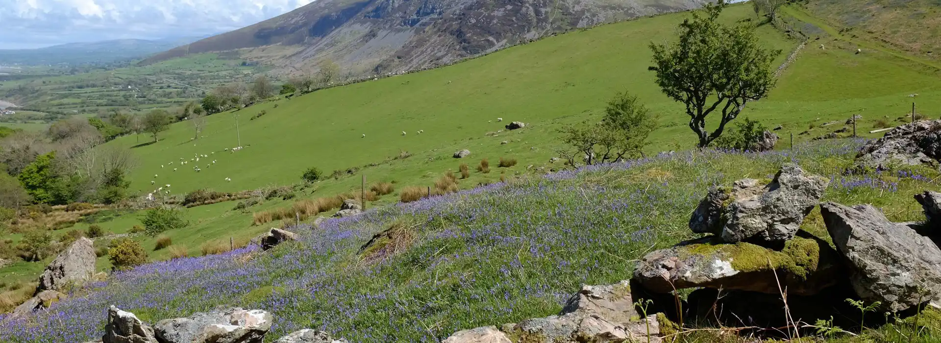 Campsites near Gyrn Ddu