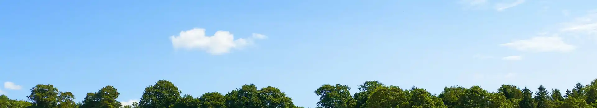 Campsites near Kingley Vale