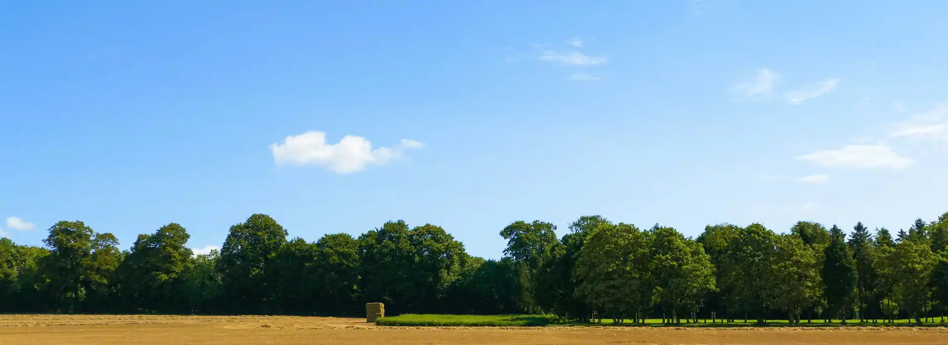 Campsites near Kingley Vale