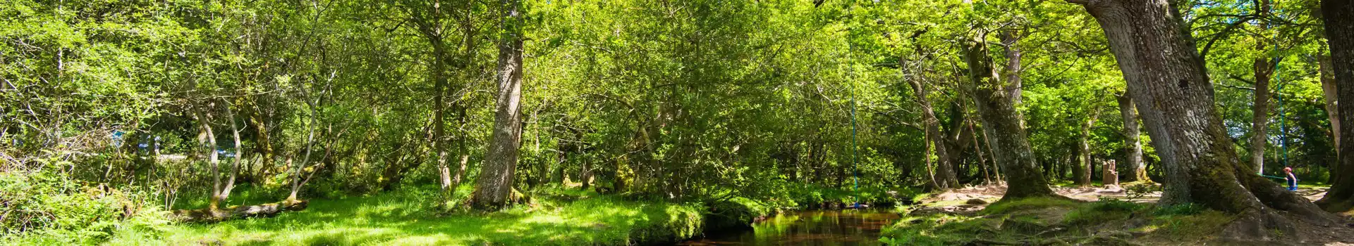 Campsites near Bolderwood Deer Sanctuary