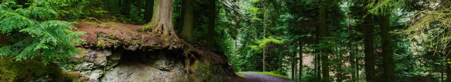 Campsites near Whinlatter Forest Park