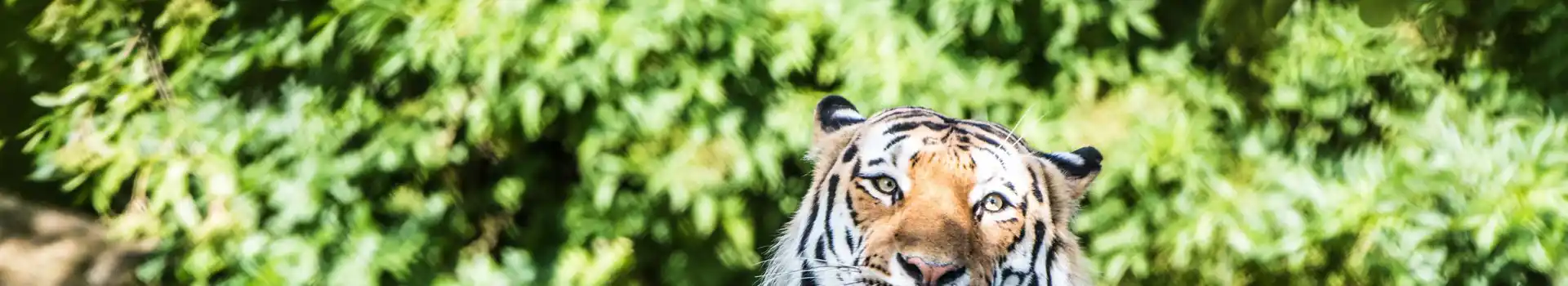 Campsites near Marwell Zoo