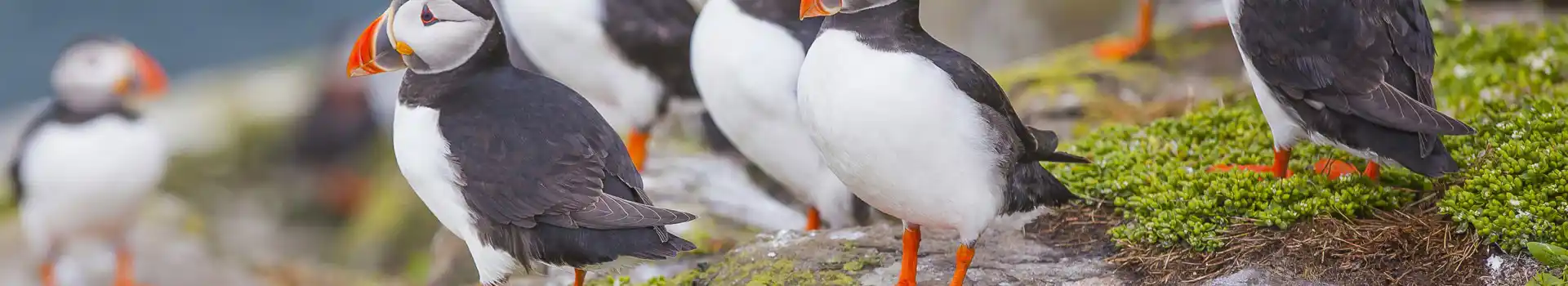 Campsites near the Farne Islands