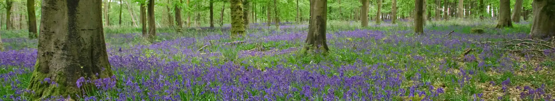 Campsites near Savernake Forest
