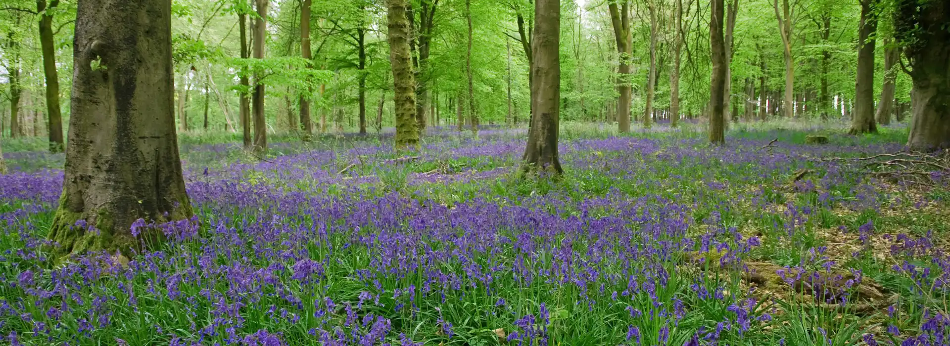 Campsites near Savernake Forest