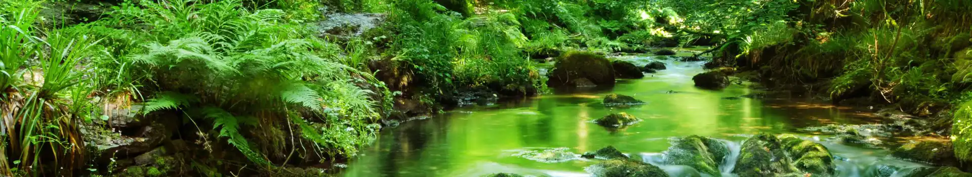 Campsites near Lydford Gorge