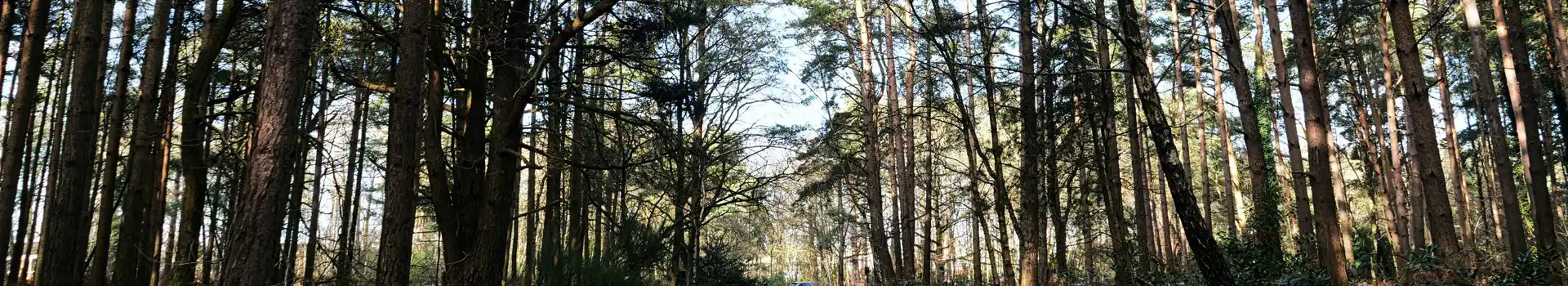 Campsites near Swinley Forest