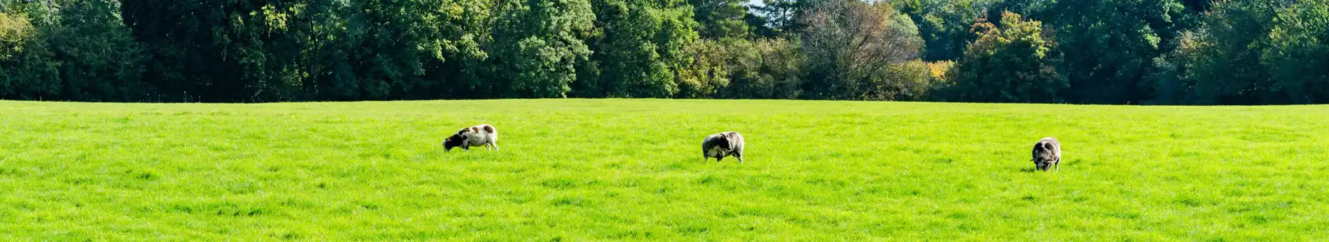 Campsites near Dunstable Downs