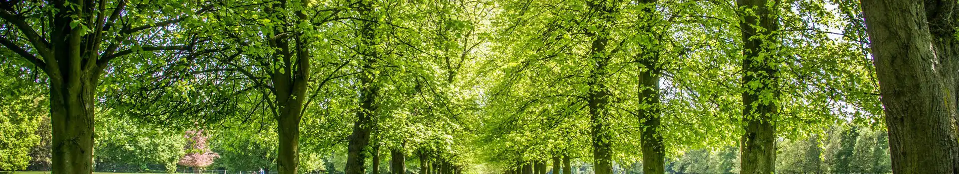 Campsites near Marbury Country Park