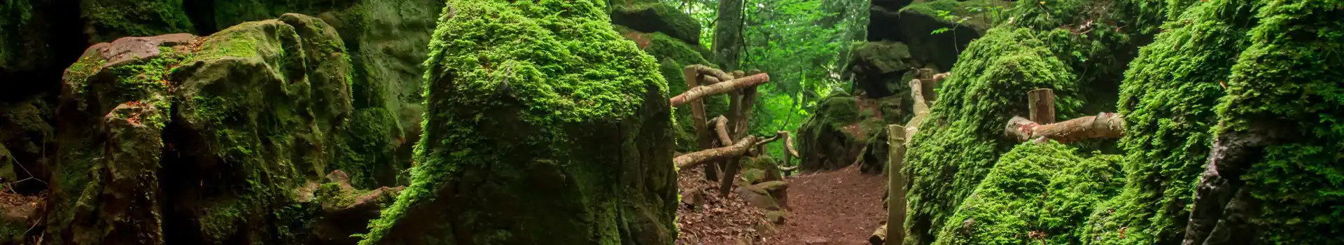 Puzzlewood campsites