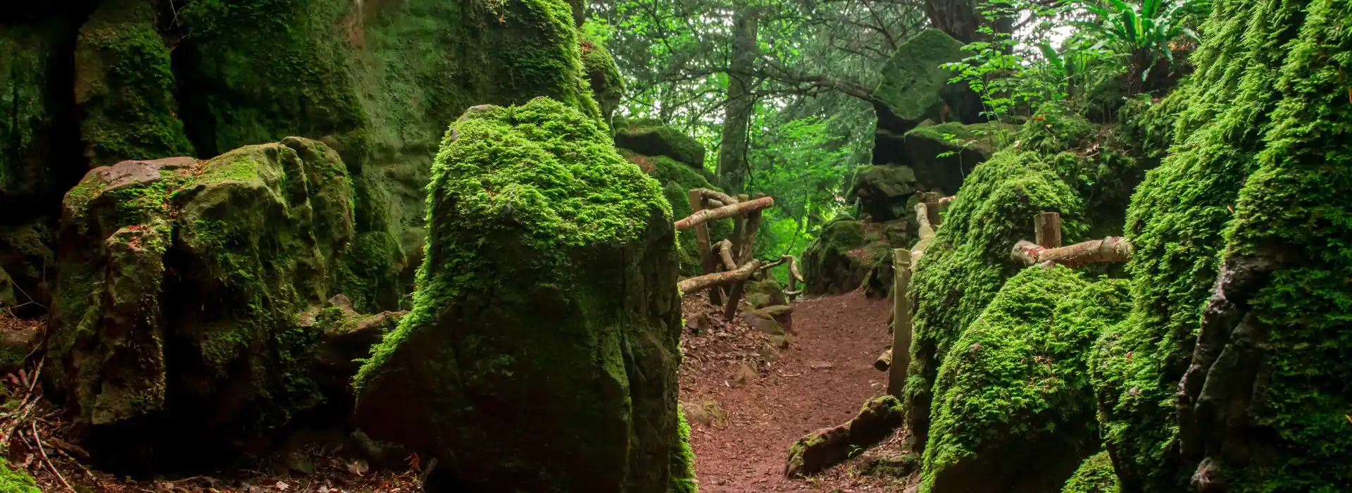 Puzzlewood campsites