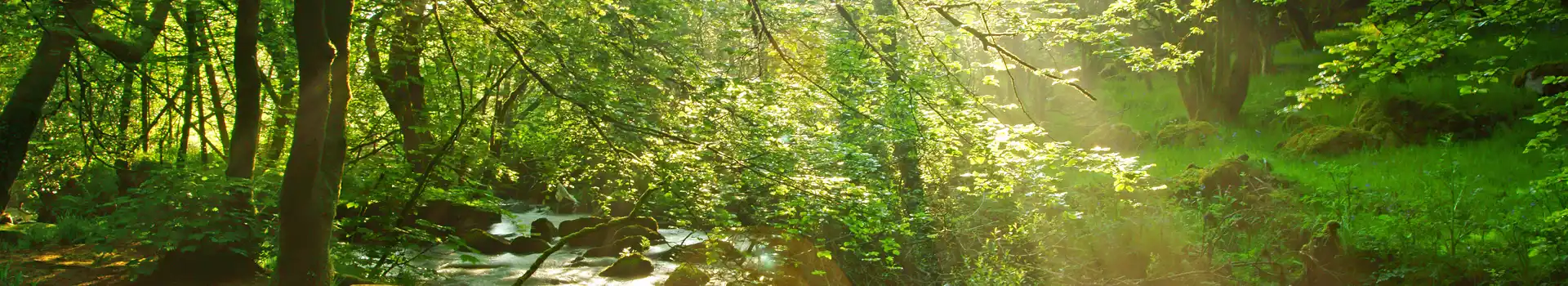 Campsites near Golitha Falls