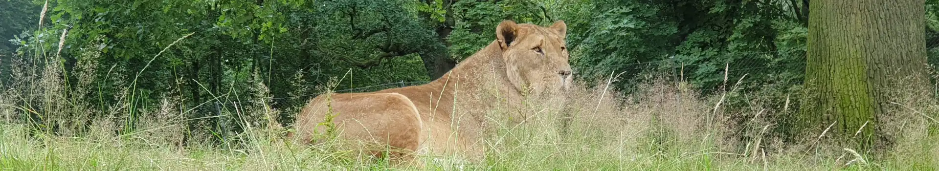 Campsites Near Knowsley Safari Park