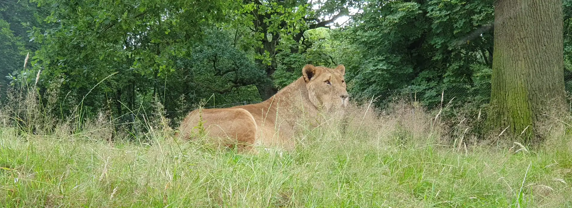 Campsites Near Knowsley Safari Park